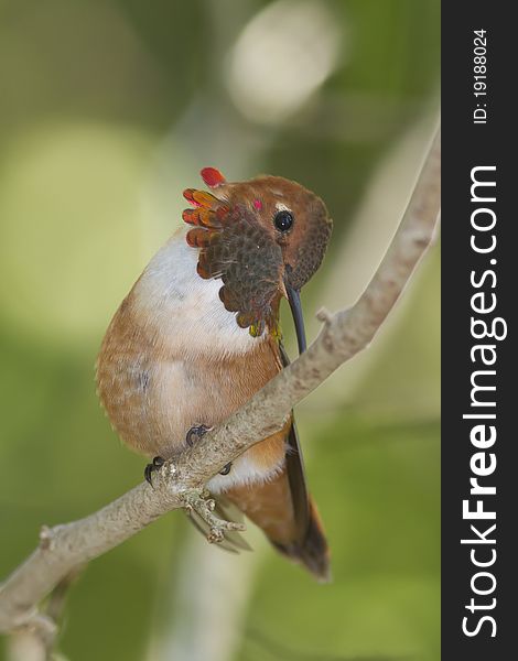 Rufous Hummingbird with its gorget opened up - Selasphorus rufus. Rufous Hummingbird with its gorget opened up - Selasphorus rufus