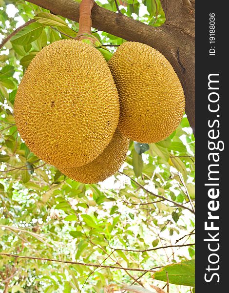 Jackfruit on tree,countryside thailand. Jackfruit on tree,countryside thailand