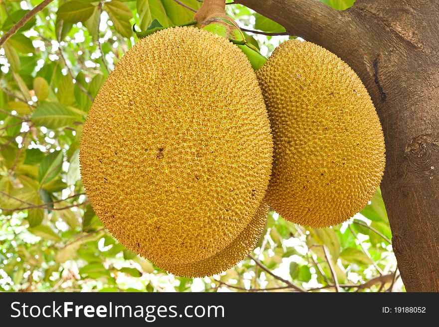 Three Jackfruit on the tree. Three Jackfruit on the tree