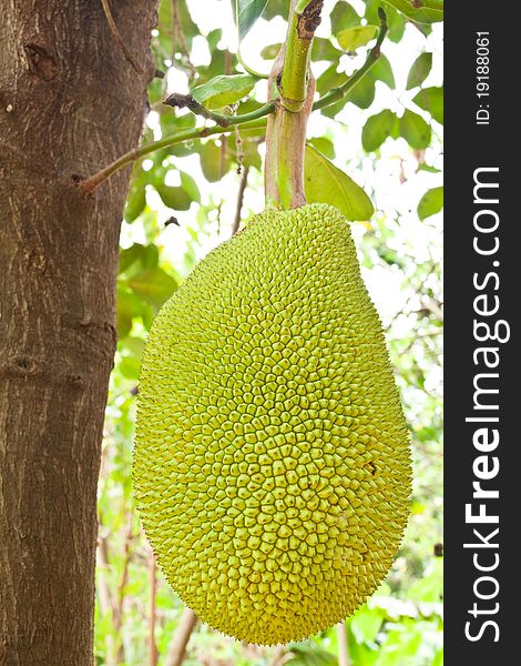 Tropical fruit,Young Jackfruit on tree