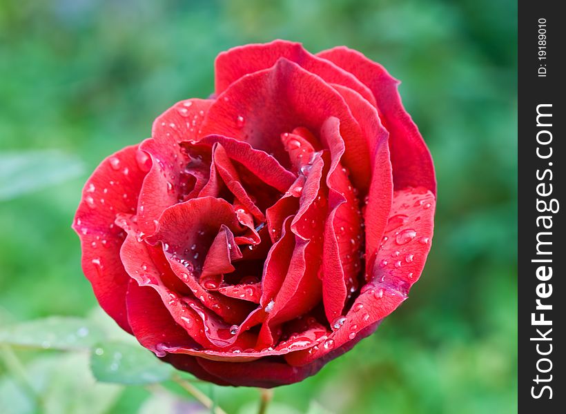Red Rose In The Garden