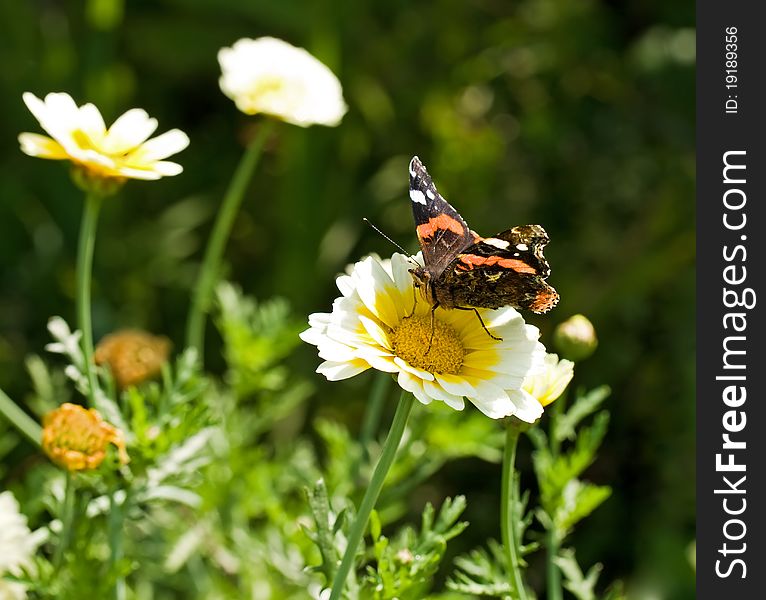 Butterfly on a beautiful daisy. Butterfly on a beautiful daisy