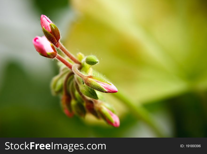 Geranium bud expanding extreme macro