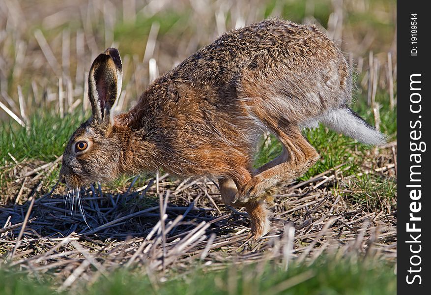 A hare crossing a field. A hare crossing a field