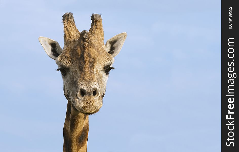 Giraffe looking at camera against blue sky