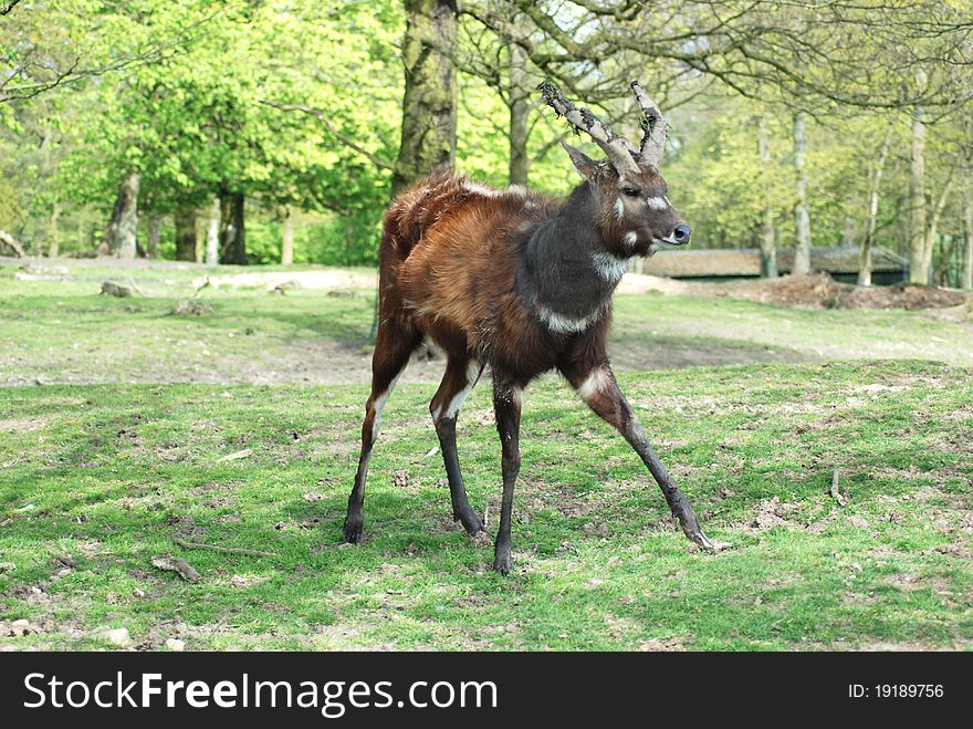 A baby bongo stands uncertainly on his feet