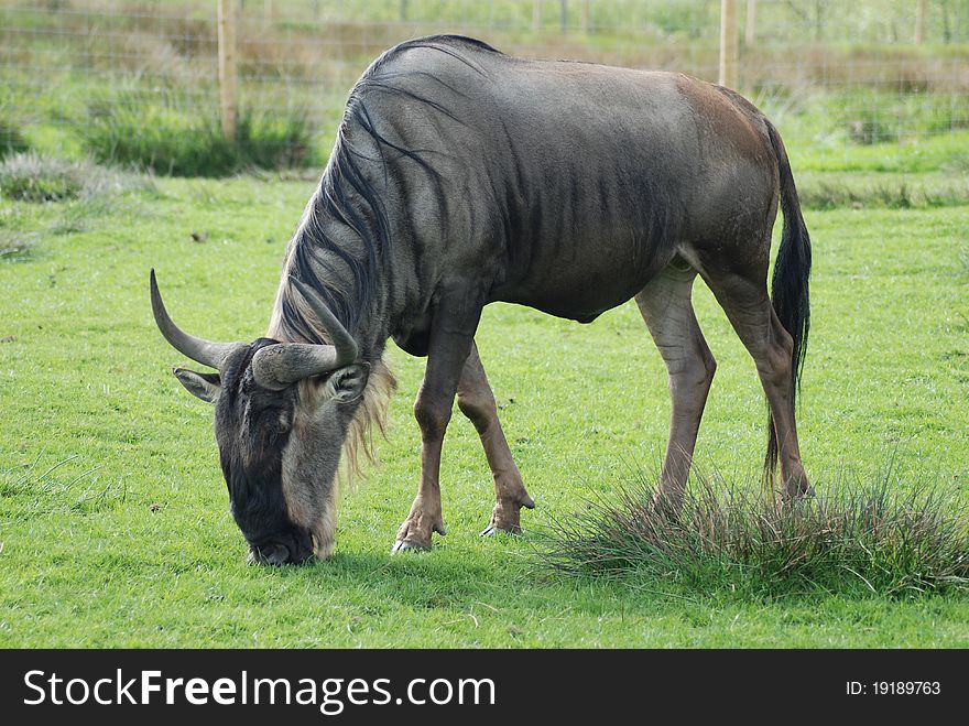 A wildebeest grazes contentedly in the sun