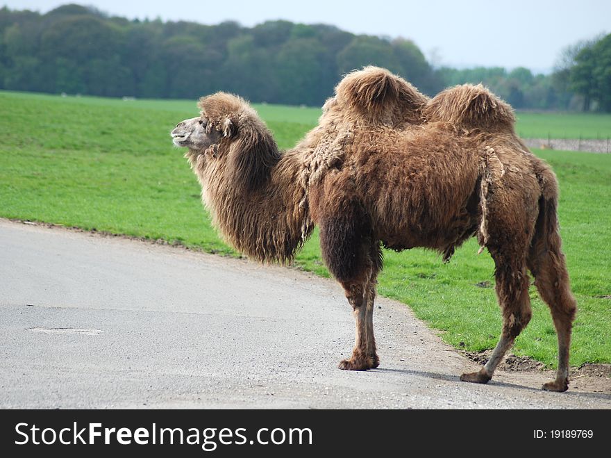 A bactrian camel takes a walk in the sun