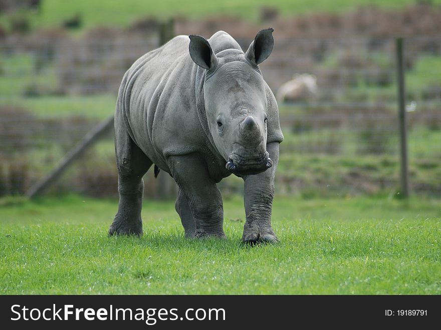 A young white rhino takes time out from its mother. A young white rhino takes time out from its mother