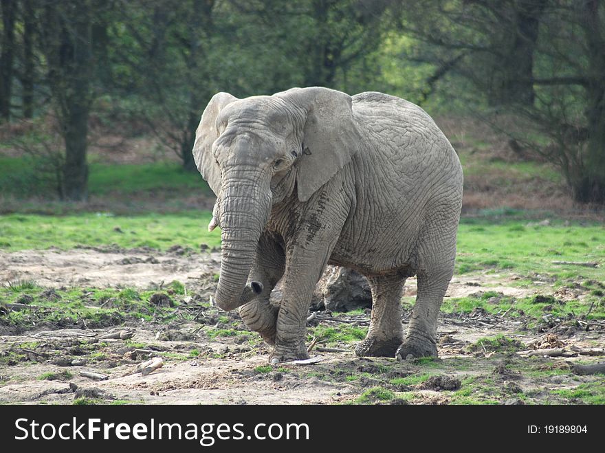 An african elephant playfully entertains the crowd