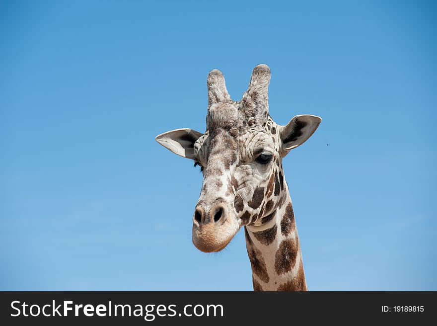 Head shot of a giraffe with the sky as a background. Head shot of a giraffe with the sky as a background.