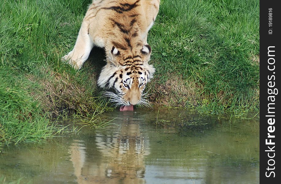 A tiger takes a drink