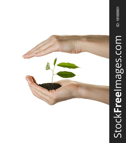 Human hands caring of a plant over white