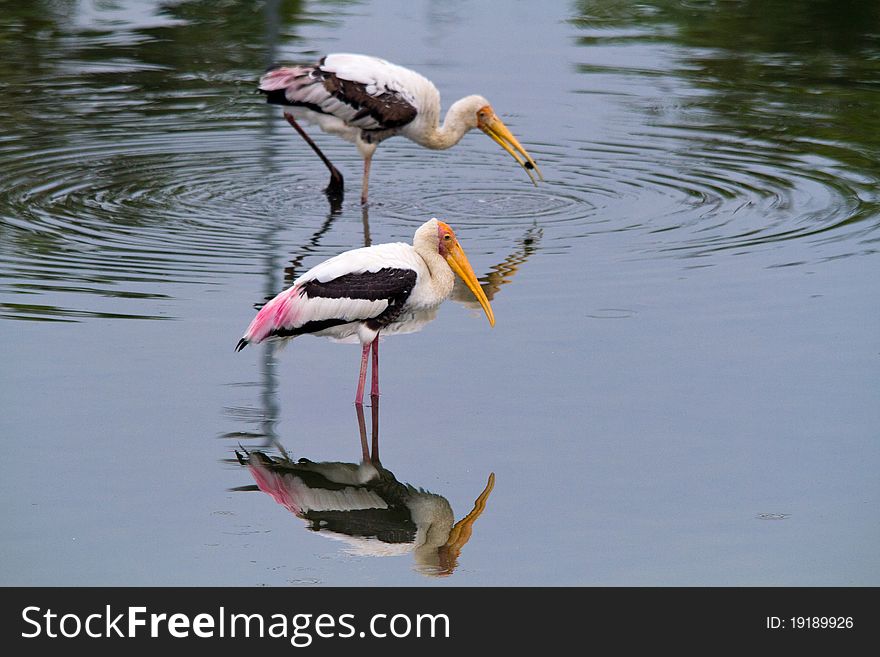 Two storks in the morning sun doing their activities. Two storks in the morning sun doing their activities