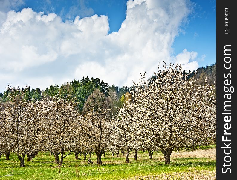 Spring plantation with cherry trees. Spring plantation with cherry trees