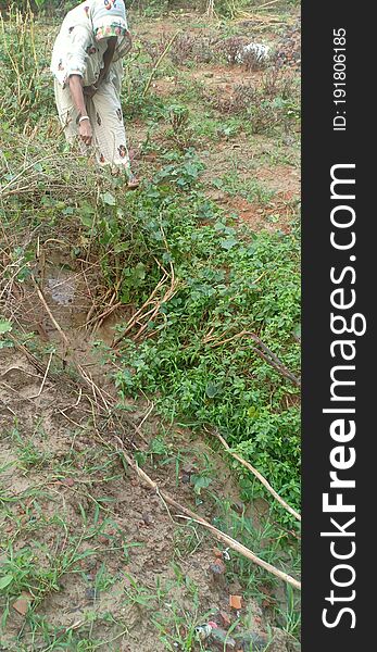 Russell viper snack in domestic bush in madhubani india