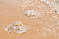 Jellyfish Deaths Stock Photos Jellyfish Deaths Stock Photos