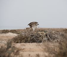 Osprey On A Nest Royalty Free Stock Images Osprey On A Nest Royalty Free Stock Images