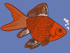Gold Fish In Blue Waters Royalty Free Stock Photos