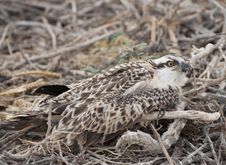 Osprey Chick In A Nest Stock Image Osprey Chick In A Nest Stock Image