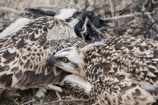 Osprey Chicks In A Nest Royalty Free Stock Images Osprey Chicks In A Nest Royalty Free Stock Images