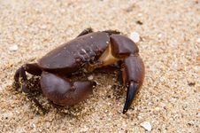 Crab On The Beach Stock Images