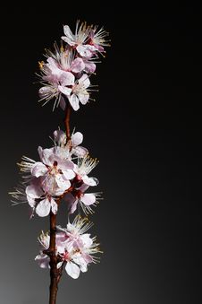 Blossoming Branch Royalty Free Stock Photos Blossoming Branch Royalty Free Stock Photos