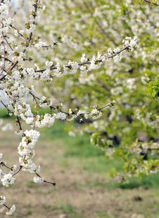 Cherry Blossom Stock Image