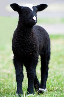 Cute Lamb Stock Photos