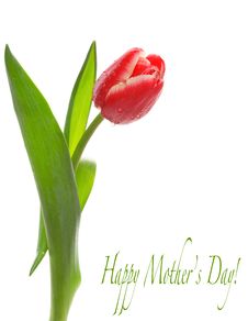 Spring Tulip Royalty Free Stock Image Spring Tulip Royalty Free Stock Image
