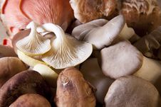Exotic Mushrooms Royalty Free Stock Images