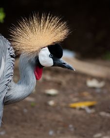 East African Crowned Crane Stock Photo East African Crowned Crane Stock Photo