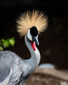 East African Crowned Crane Stock Photography