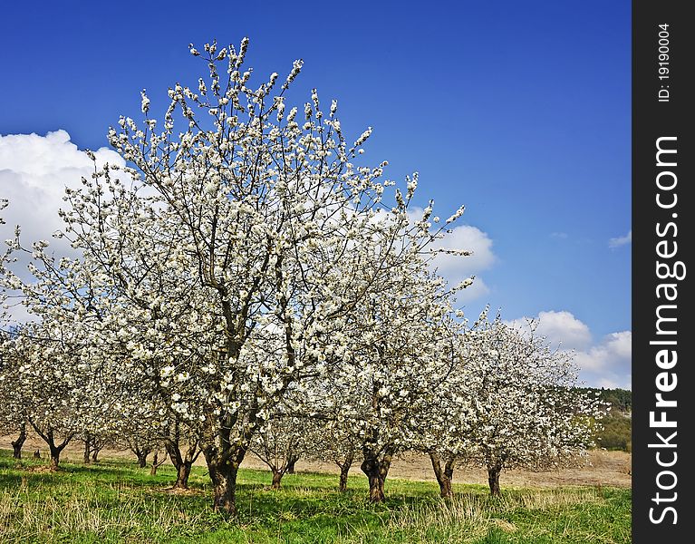 Spring plantation with cherry trees. Spring plantation with cherry trees