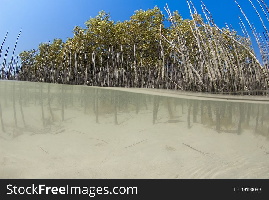 Split image above and below the water of a mangrove tree with roots in lagoon. Split image above and below the water of a mangrove tree with roots in lagoon
