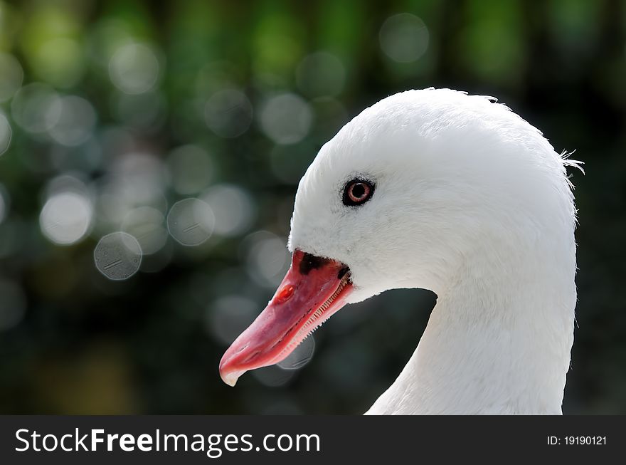 A white goose in a park