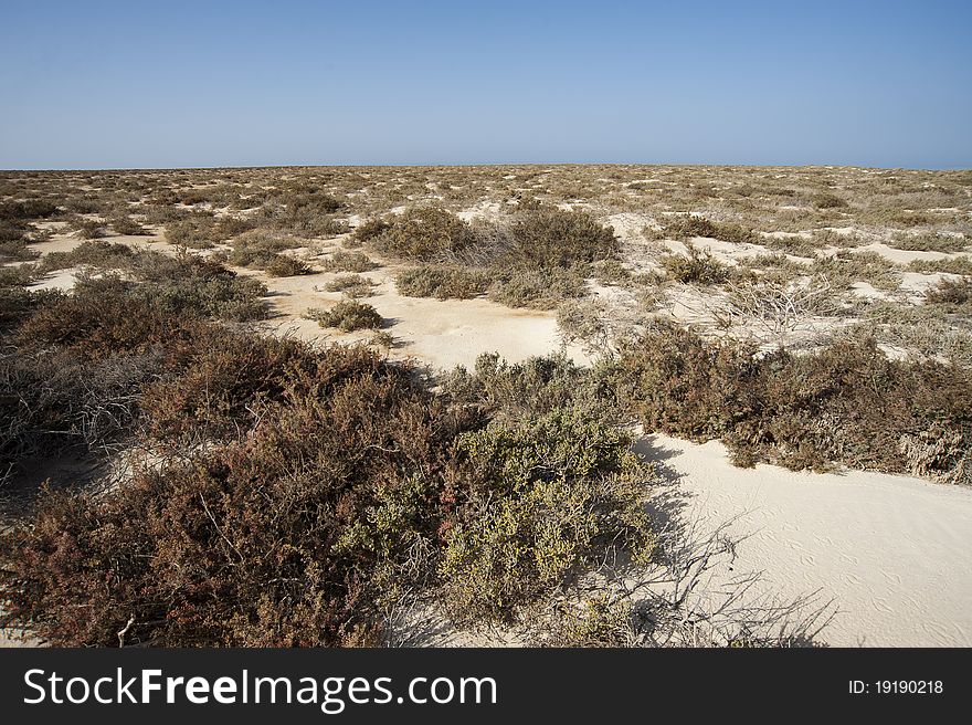 Vegetation On A Desert Island