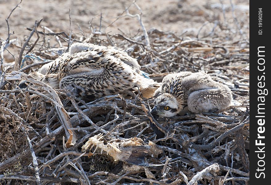 Osprey Chicks In A Nest