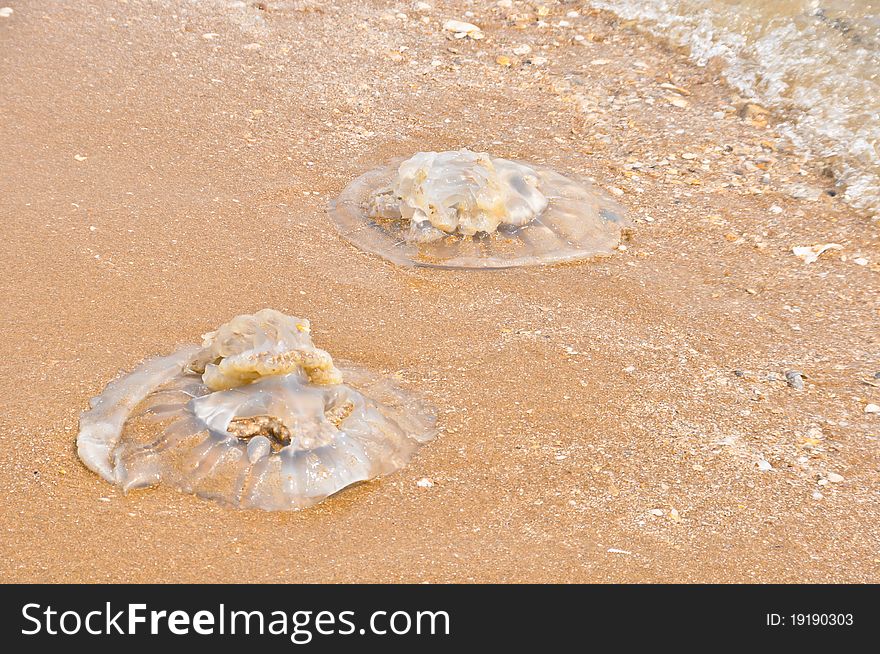 Jellyfish deaths