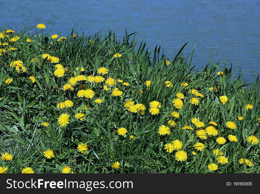 Dandelion Field With Water Background