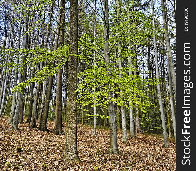 Spring wood with beech trees