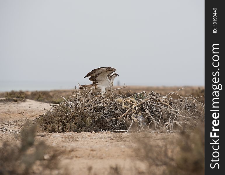 Large Osprey perched on a nest on ground. Large Osprey perched on a nest on ground