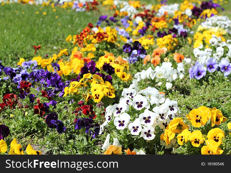 Flower Garden In The Sunlight