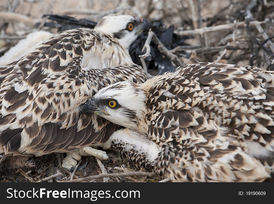 Osprey chicks in a nest