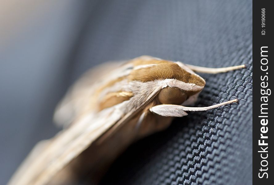 Egyptian Hawkmoth on material background