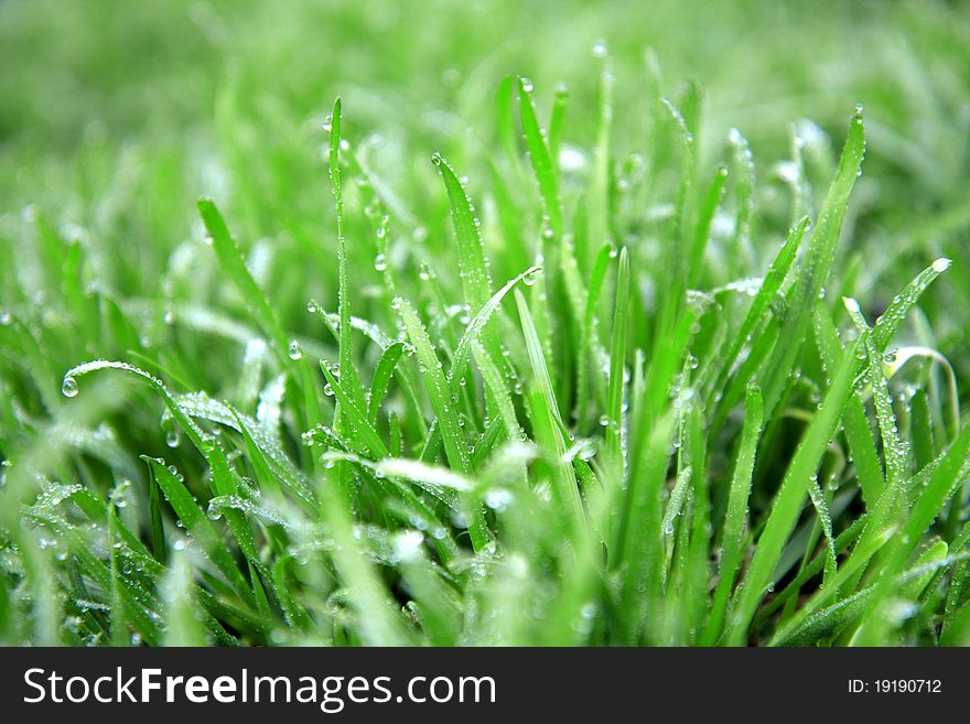 Close up of fresh thick grass with water drops in the early morning