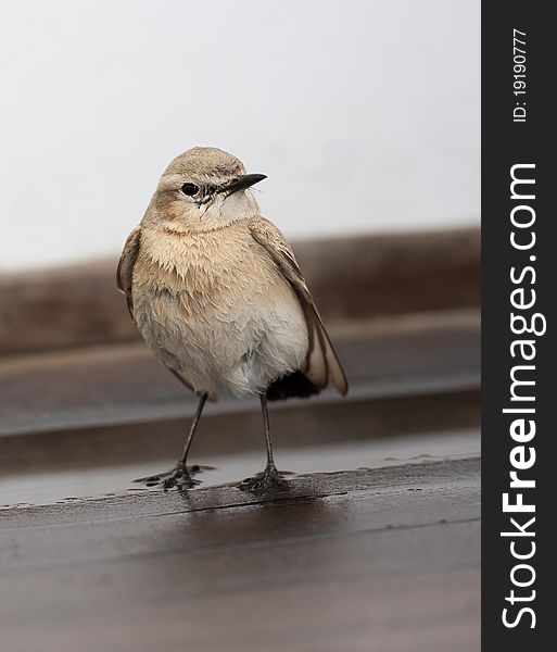 Migratory Isabelline wheatear bird standing in water on a wooden floor. Migratory Isabelline wheatear bird standing in water on a wooden floor