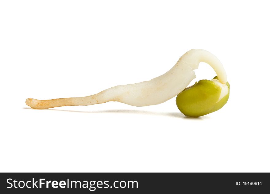 Chinese bean sprout from low perspective isolated on white. Chinese bean sprout from low perspective isolated on white.