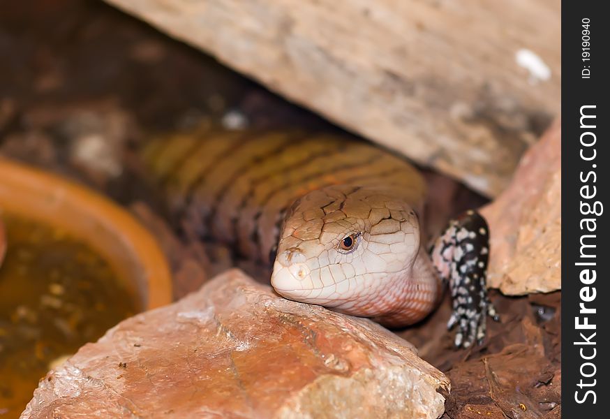A skink posing for photo