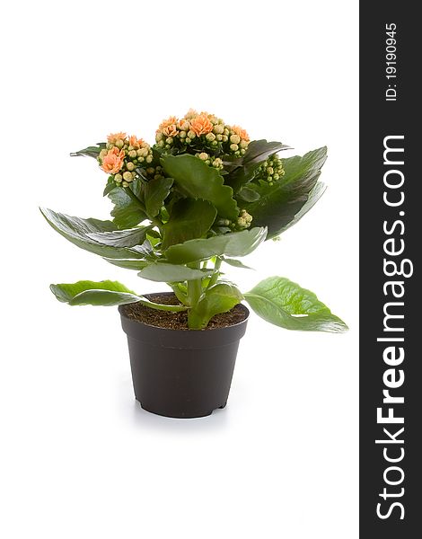 Houseplant (Kalanchoe) in a pot on a white background. Houseplant (Kalanchoe) in a pot on a white background